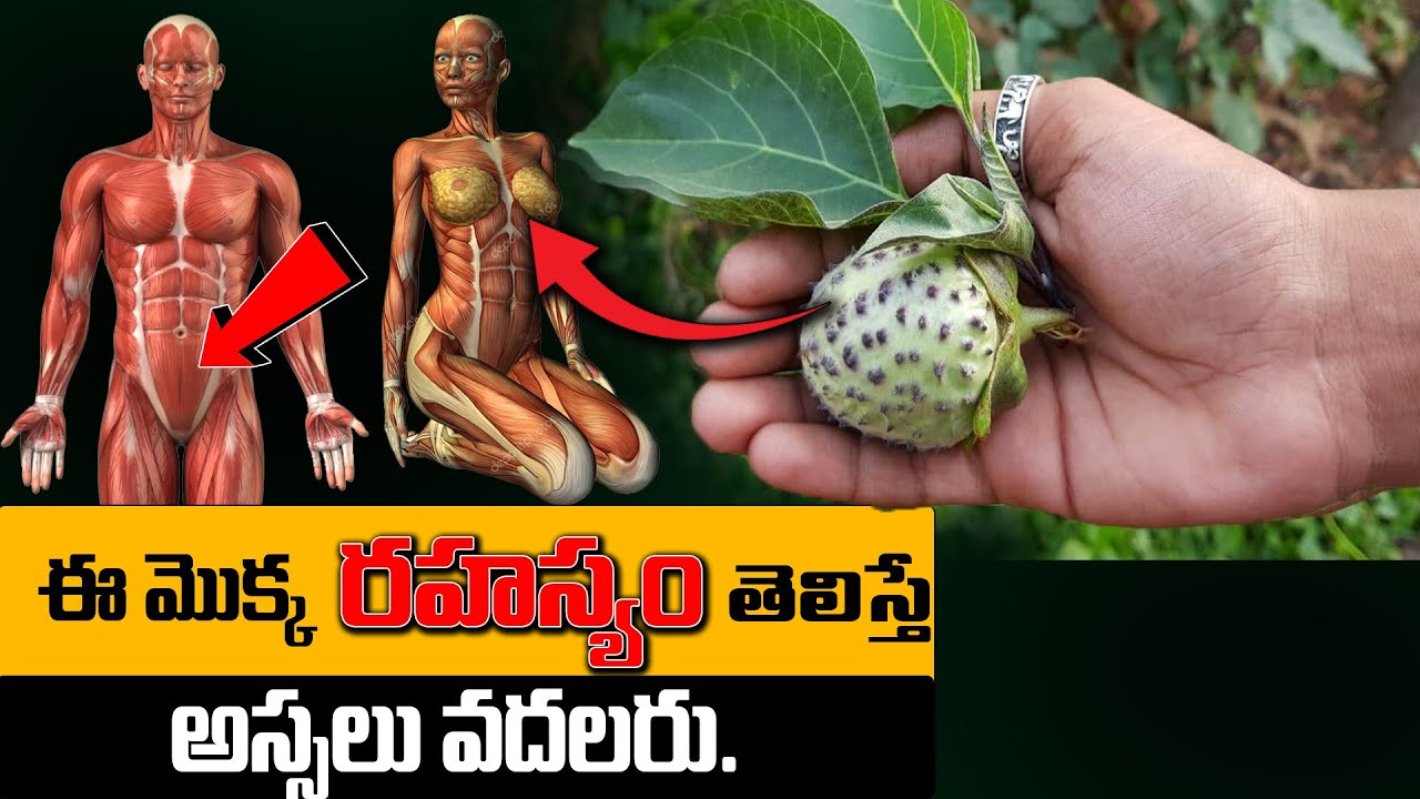 నల్ల ఉమ్మెత్త గురించి ఈ రహస్యం తెలిస్తే అస్సలు వదలరు || nalla ummettha benefits in telugu #kskhome