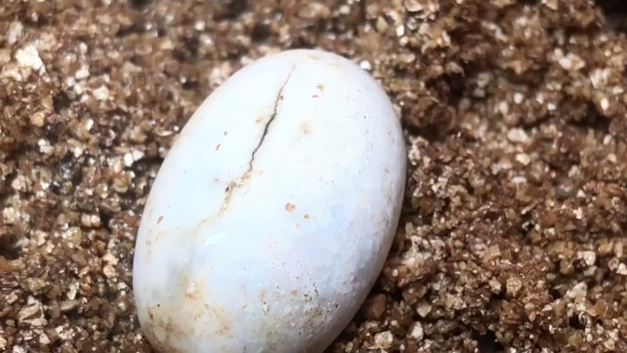 Turtle eggs (eastern mud turtle)