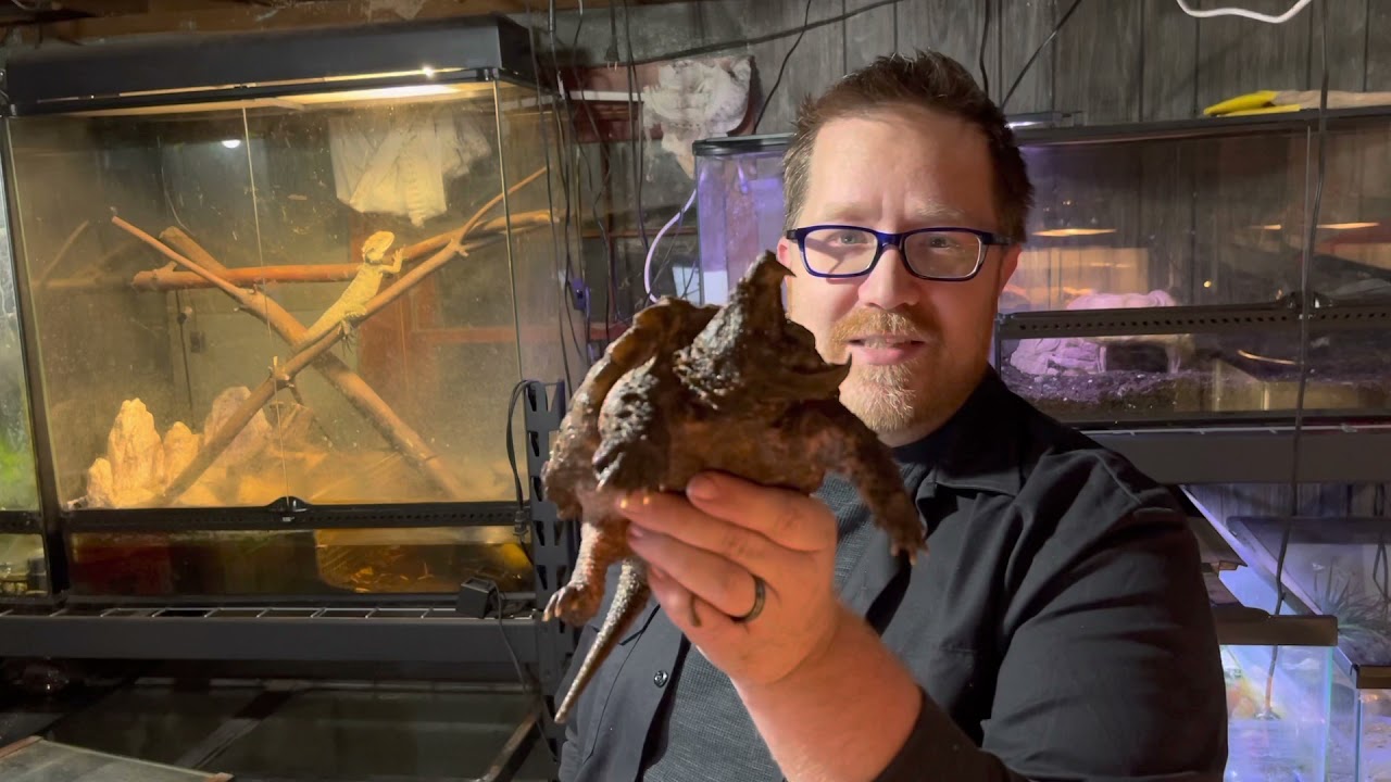 Vlogmas day 3 - Alligator Snapping Turtle