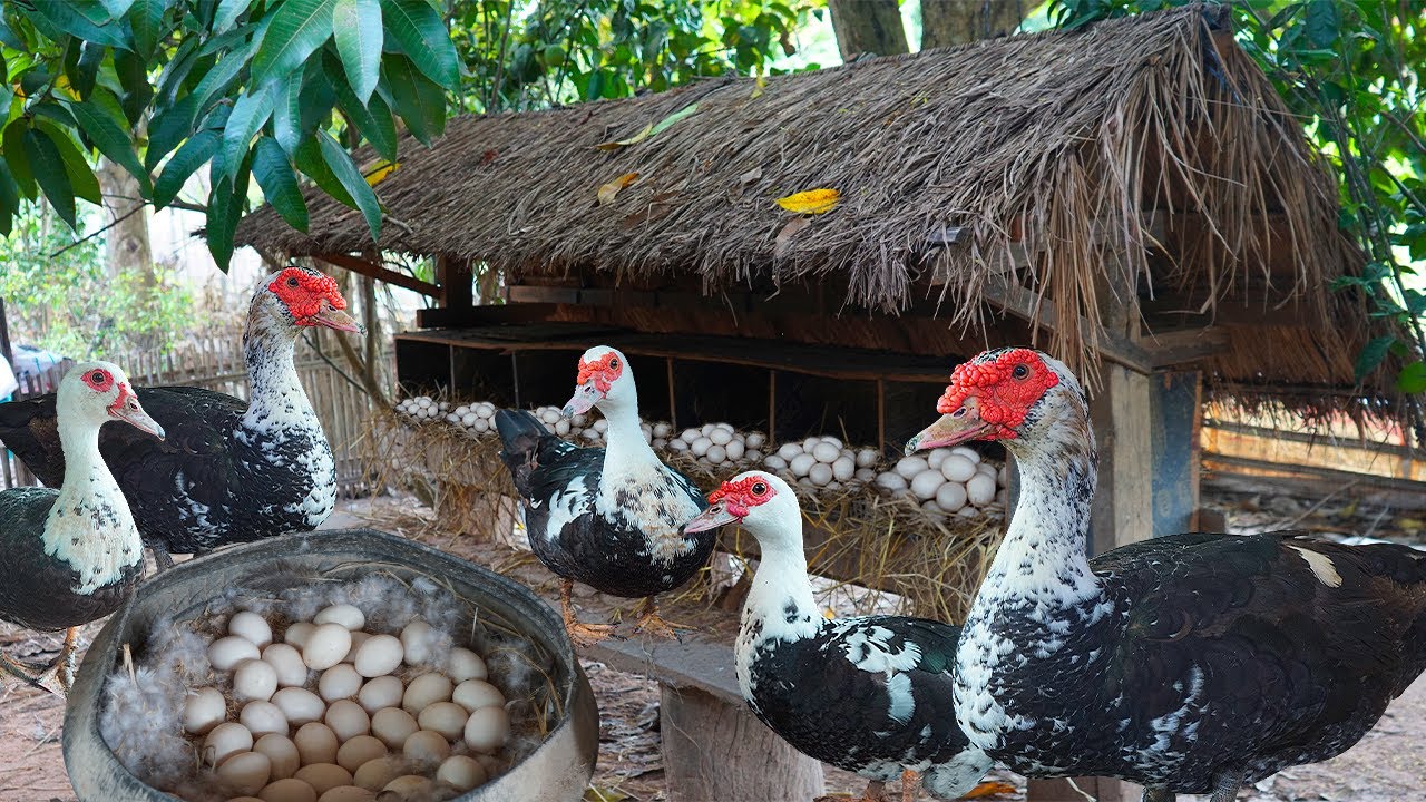 Happy Duck Farming: The Best Way to Raise Muscovy Ducks for Income