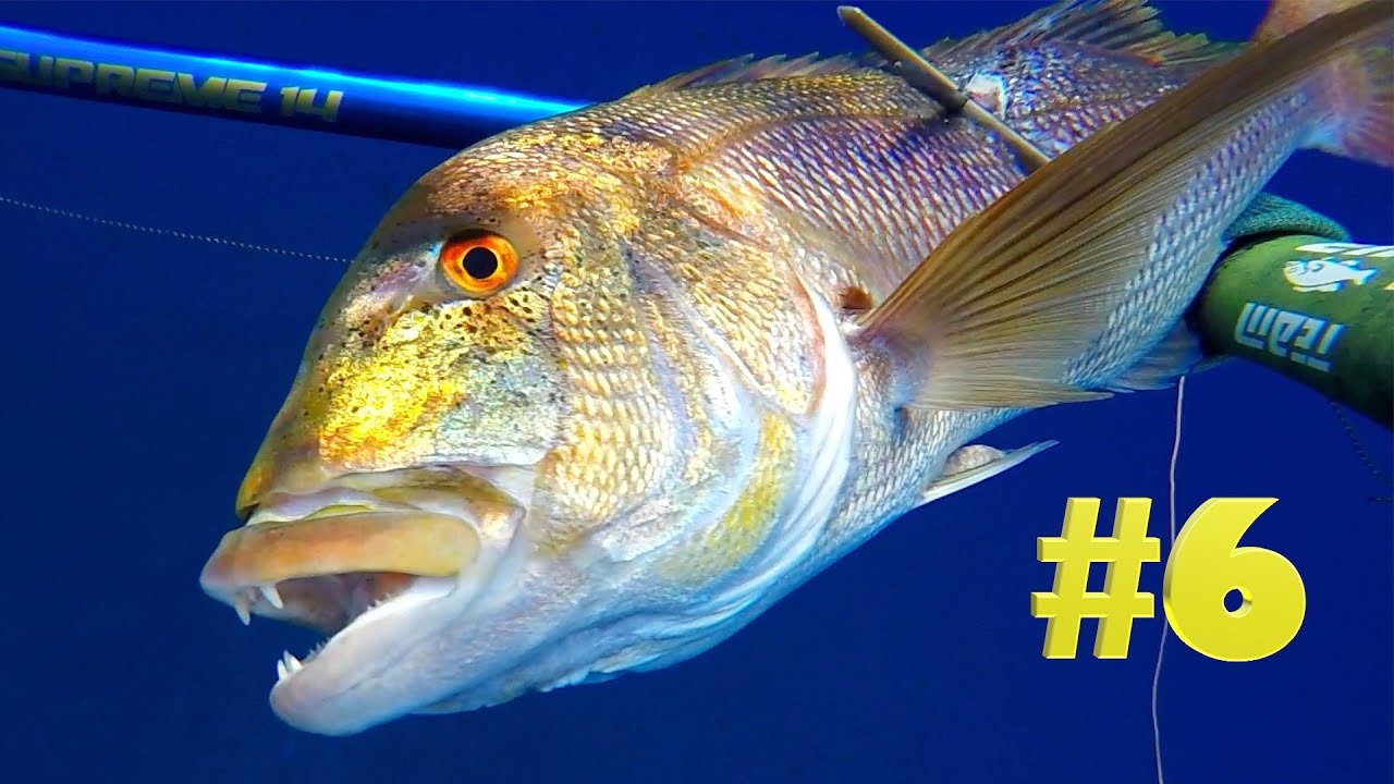 PESCA SUB Dentici + DENTICE 5 KG con LGsub Revolution e Supreme