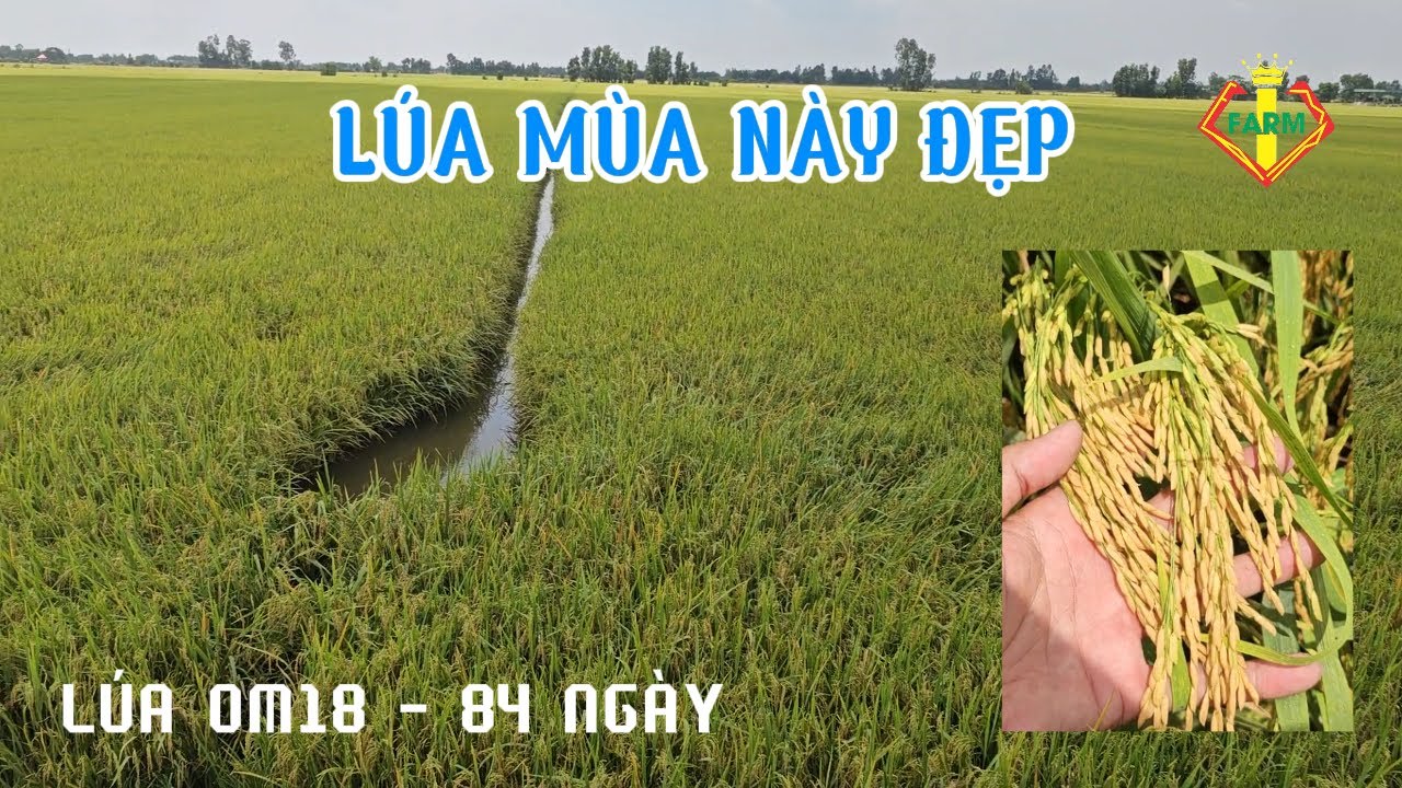 L&Uacute;A OM18 S&Aacute;NG HẠT, HẠT TO - PHUN CỬ CUỐI DƯỠNG L&Aacute;, DƯỠNG HẠT