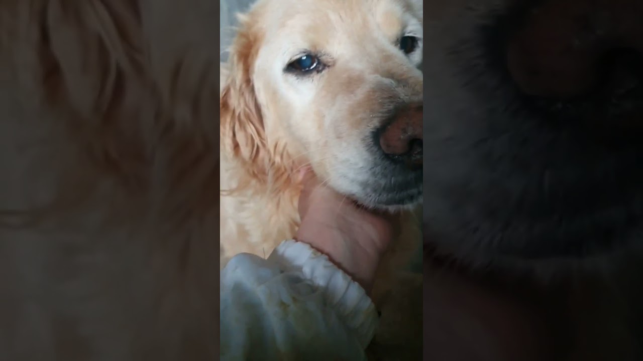 La nostra Shila, adottata dopo 12 anni di canile!