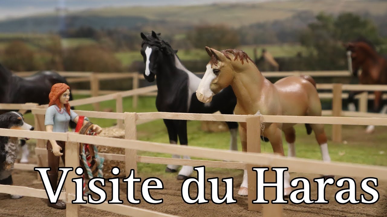 [Visite] Mon Haras au mois d'Aout !