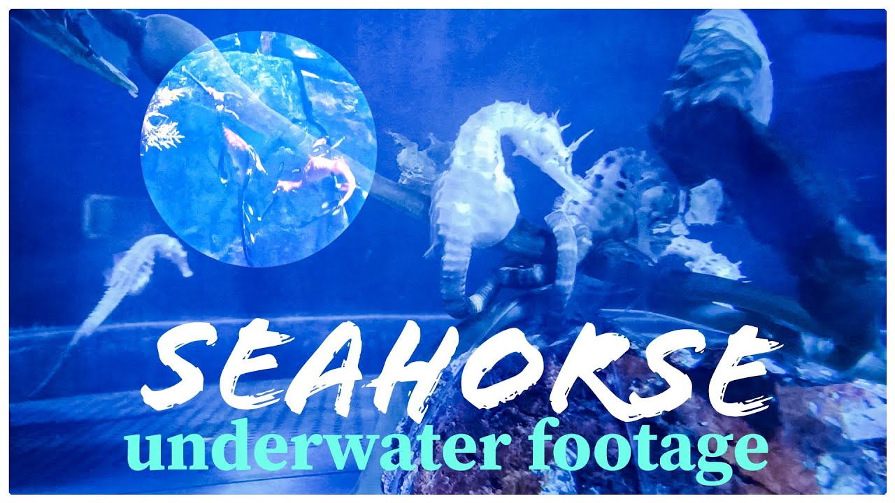 UNDERWATER FOOTAGE ft. the SEAHORSE | Grand Aquarium Ocean Park Hongkong