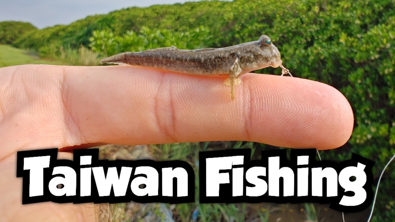 Catching Mudskippers in Taipei | Taiwan Fishing 🇹🇼