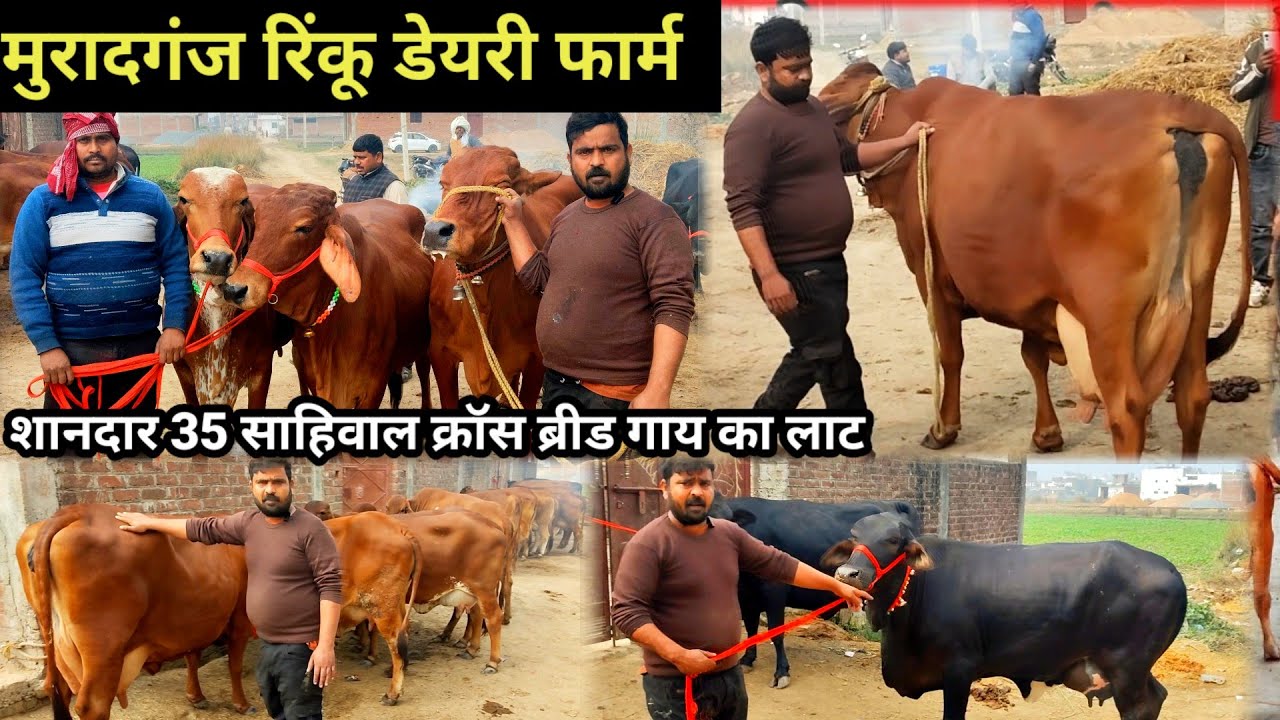 Sahiwal cross breed cow | Rinku dairy farm muradganj | मुरादगंज रिंकू डेयरी फार्म #dairyfarm 
