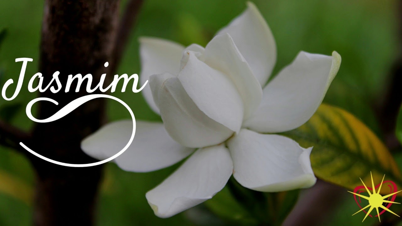 Jasmin - Guilherme e Carol (Música de mocidade espirita)