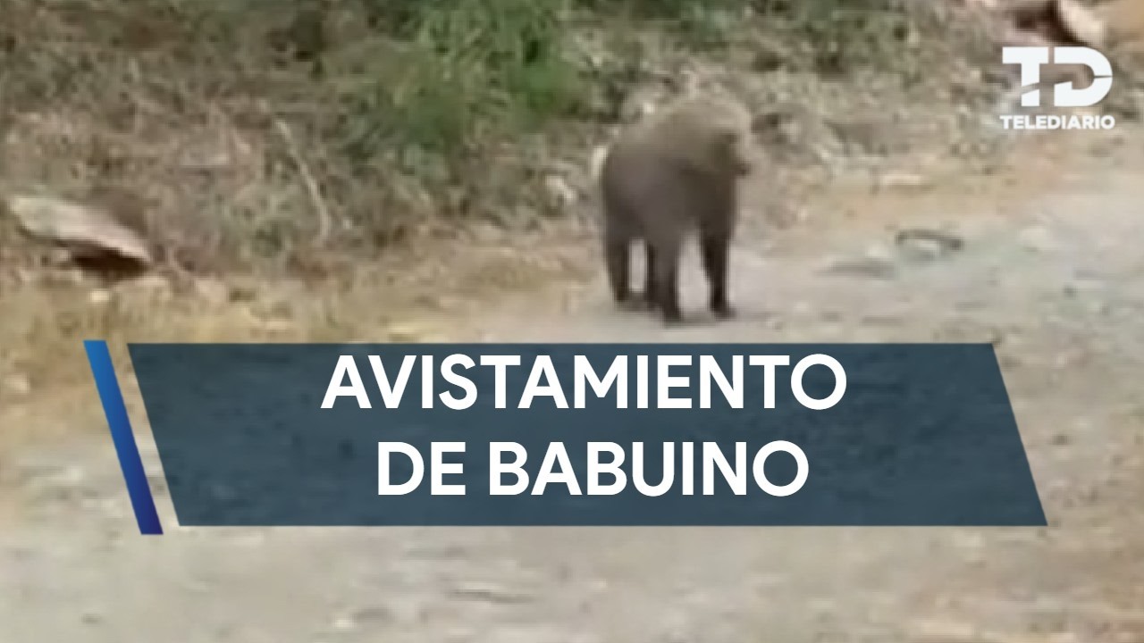 Vecinos reportan avistamiento de un babuino en Santiago, Nuevo Le&oacute;n