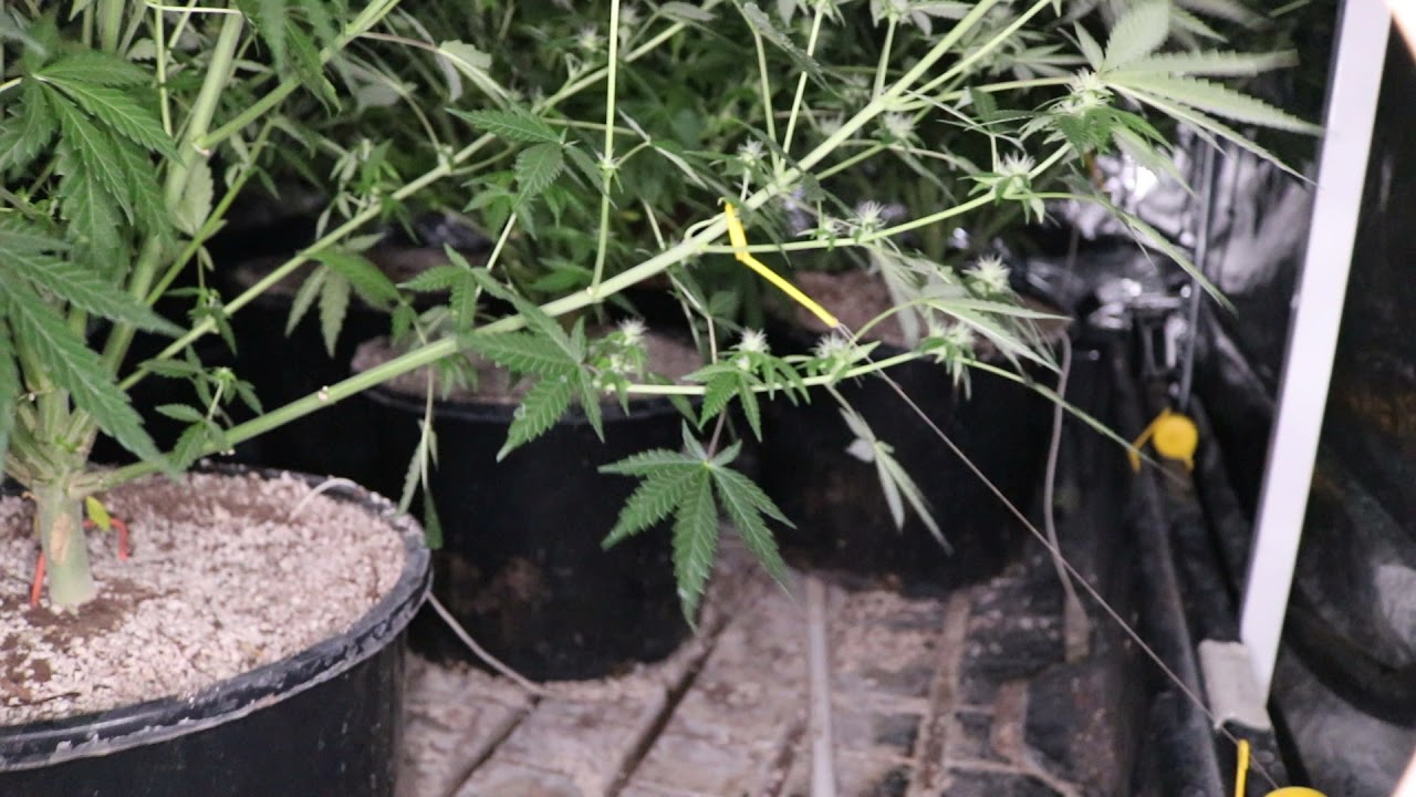 MARSHYDRO_AMAZON 10x5 Grow ( 3 Weeks Flower , 63 days total ) MARSHYDRO TSW2000,TSL2000,TS1000,TS600