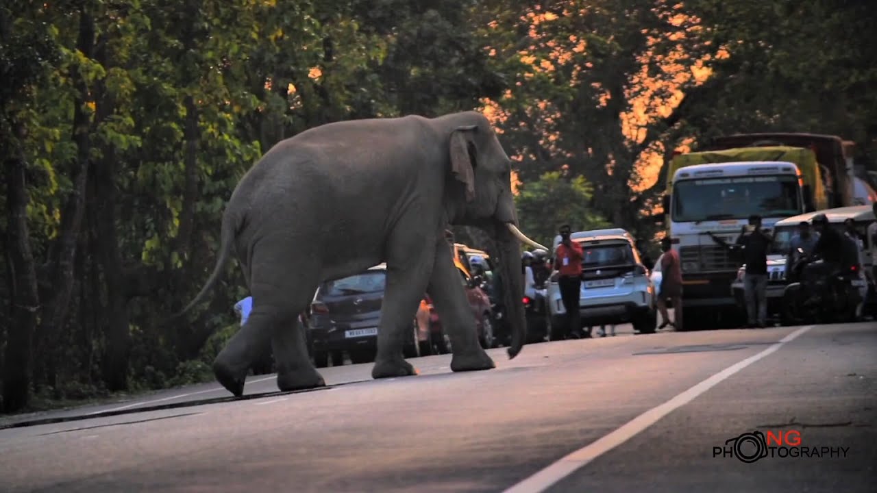 🐘 Giant Bull Elephant Blocks Highway in EPIC Standoff – Traffic Stops for THIS! 🚗