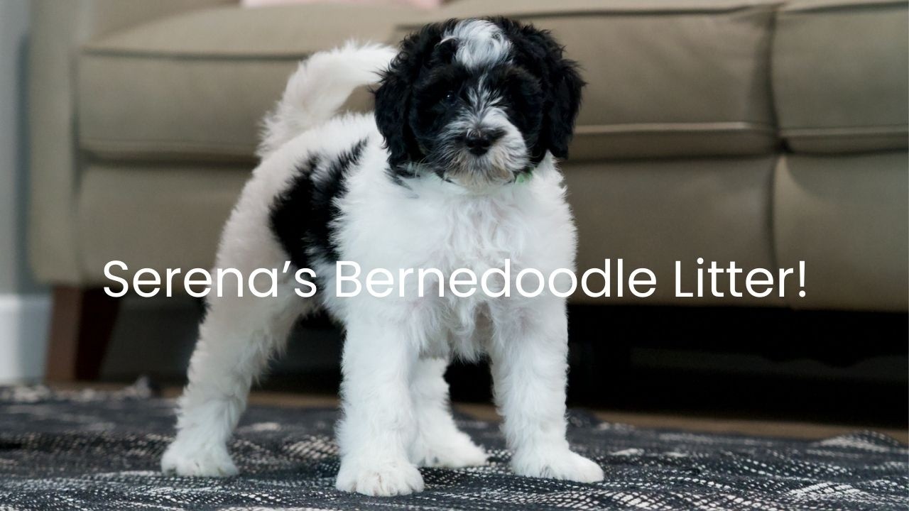 Serena's Bernedodle Litter Update!