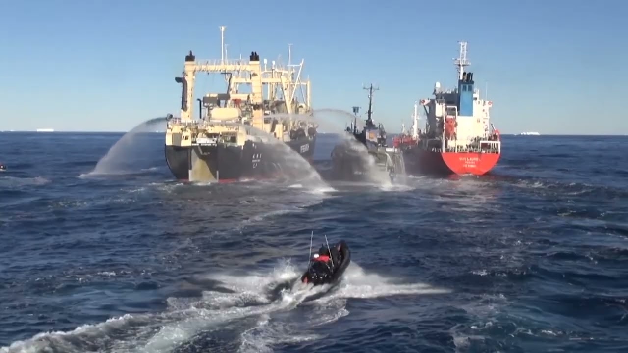 Les méthodes choc de Sea Shepherd 🔥⚔️