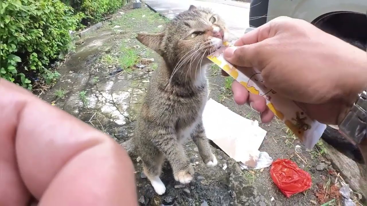 Janda britis di liarin sama yang punya, di pegang gak mau tapi kalo di suapin mau huuuuu dasar☺ 