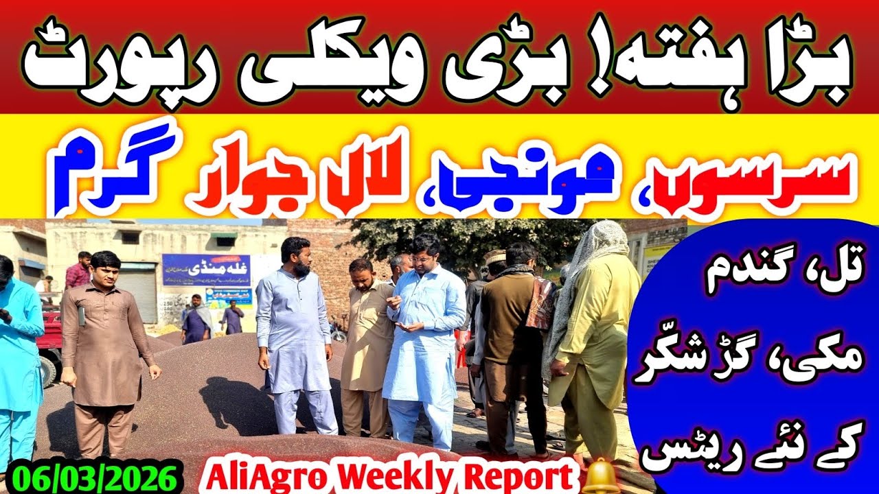 Bara Hafta Bari Weekly Report | Sarson Munji Jowar Garam | Gandum Makki Gur Rates Today 06-03-2026