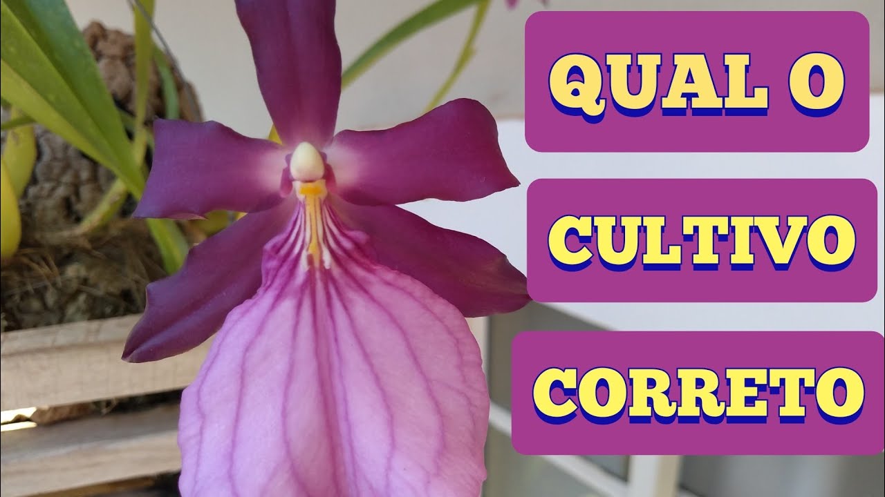 MILTONIA MORELIANA! FLORAÇÃO E CULTIVO ♥️