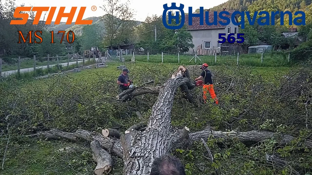 Stihl MS 170 & Husqvarna 565 - Rastavljamo ogromni orah /  Bucking a Huge Wallnut