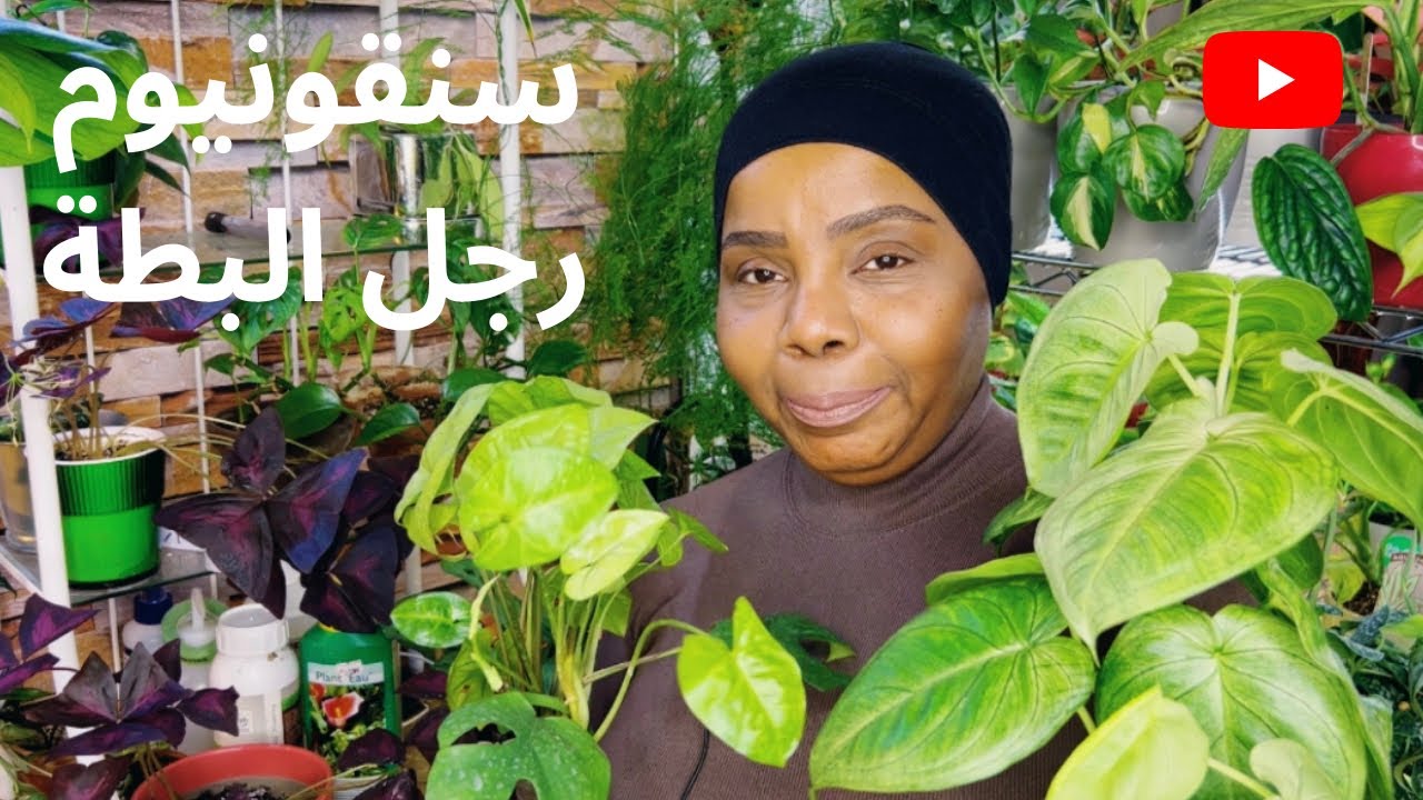 شلون وكيف العناية والاهتمام نبات السنقونيوم رجل البطة