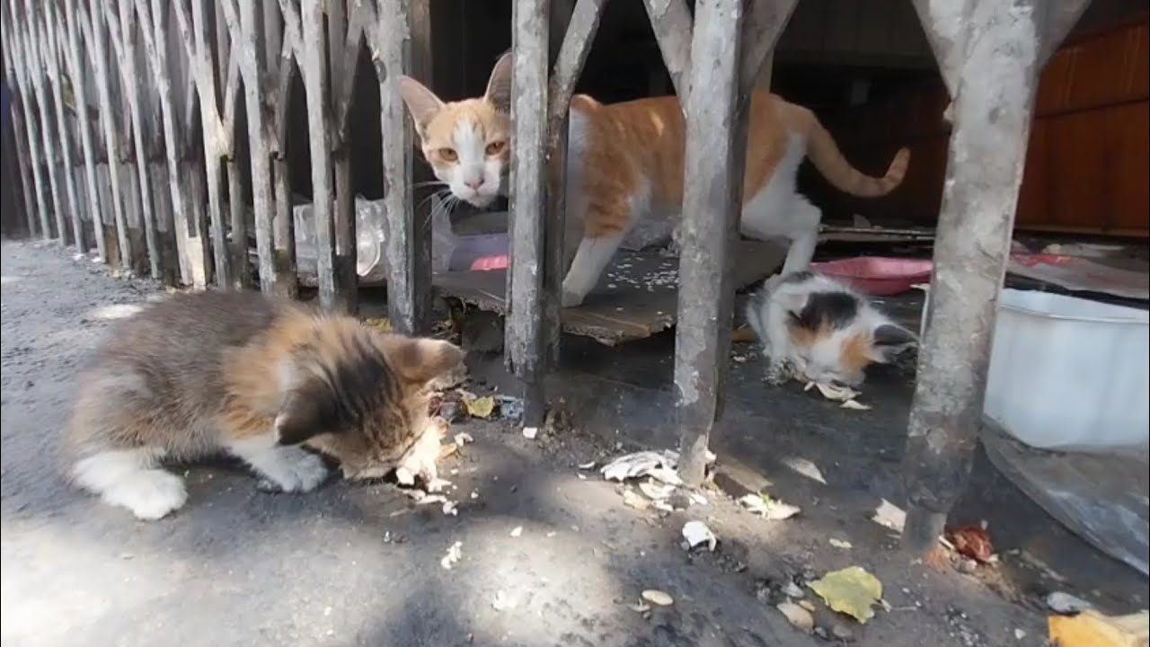 Feeding cat 