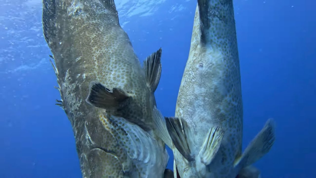 Grouper Search/ Fuel Tank dive @ 180ft