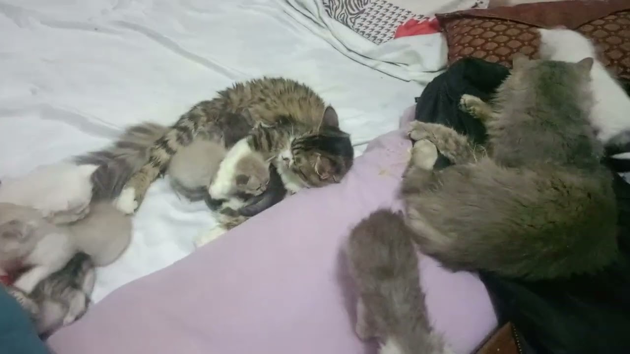 قطاقيطوا والنونات بيطبقوا معايا الغسيل😾🐈🐈🐈🐈#قطط رباب المرشدي 