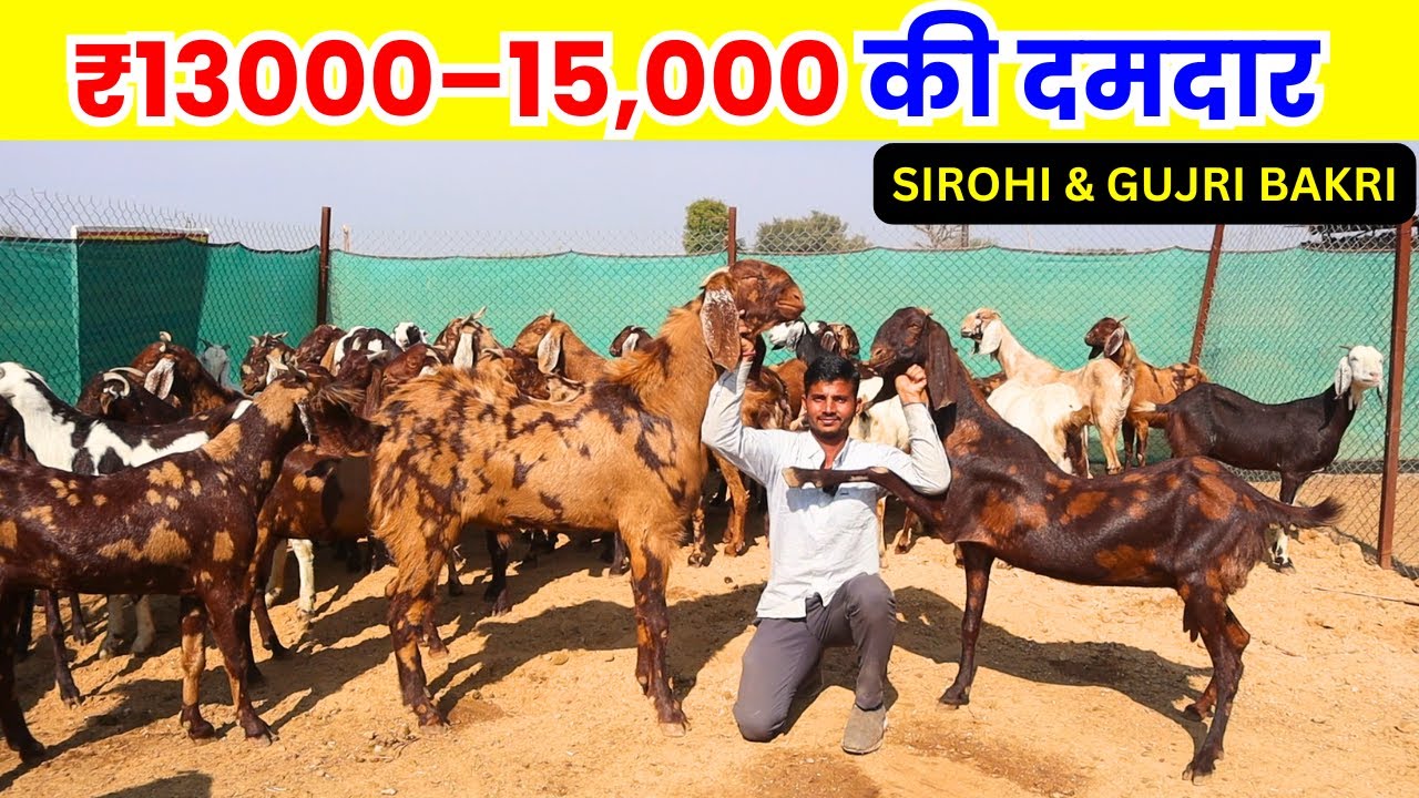 इतनी सस्ती Sirohi Bakri? ₹13K–15K में Best Quality | Live Farm Visit
