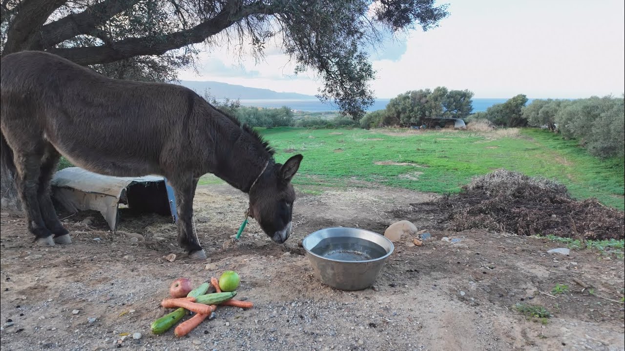 Finally the season is over, I'm going to feed a donkey named Lulu