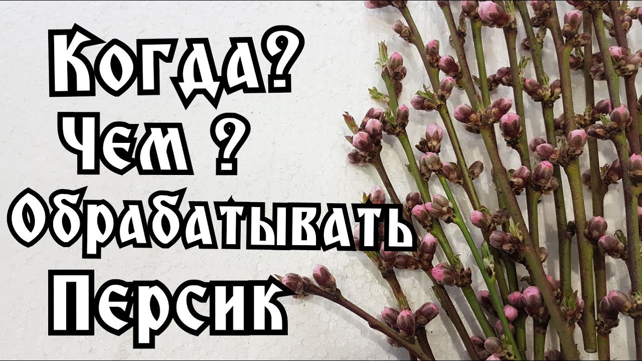 ВТОРАЯ ОБРАБОТКА ПЕРСИКА ОТ КУРЧАВОСТИ И МОНИЛИОЗА