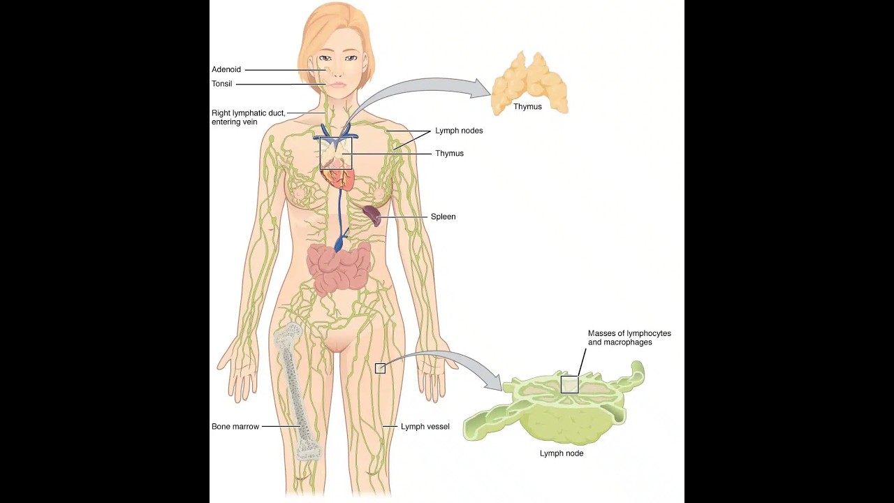 MBLEx Prep - Dissecting Questions about the Lymphatic and Endocrine Systems
