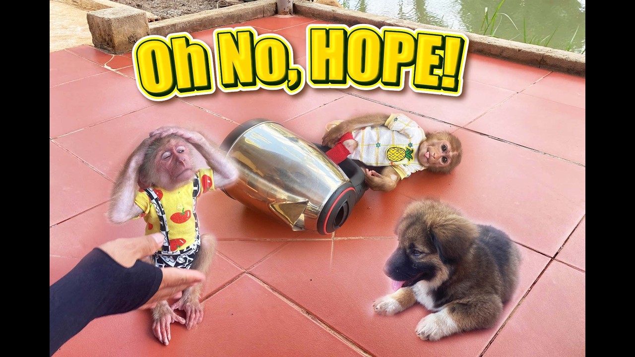 🎬 Hope Made A Big Mess &ndash; Dad Hung&rsquo;s Reaction! 😅
