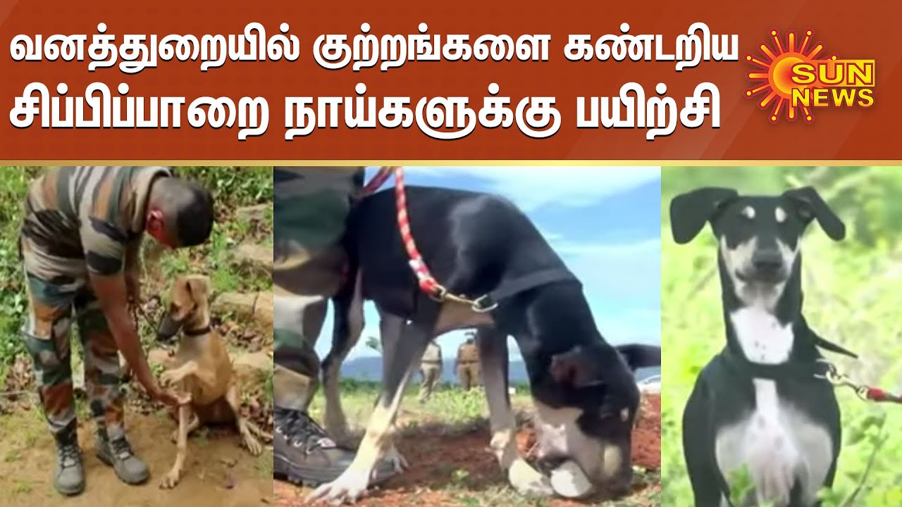 வனத்துறையில் குற்றங்களை கண்டறிய சிப்பிப்பாறை நாய்களுக்கு பயிற்சி  | chippiparai Dog