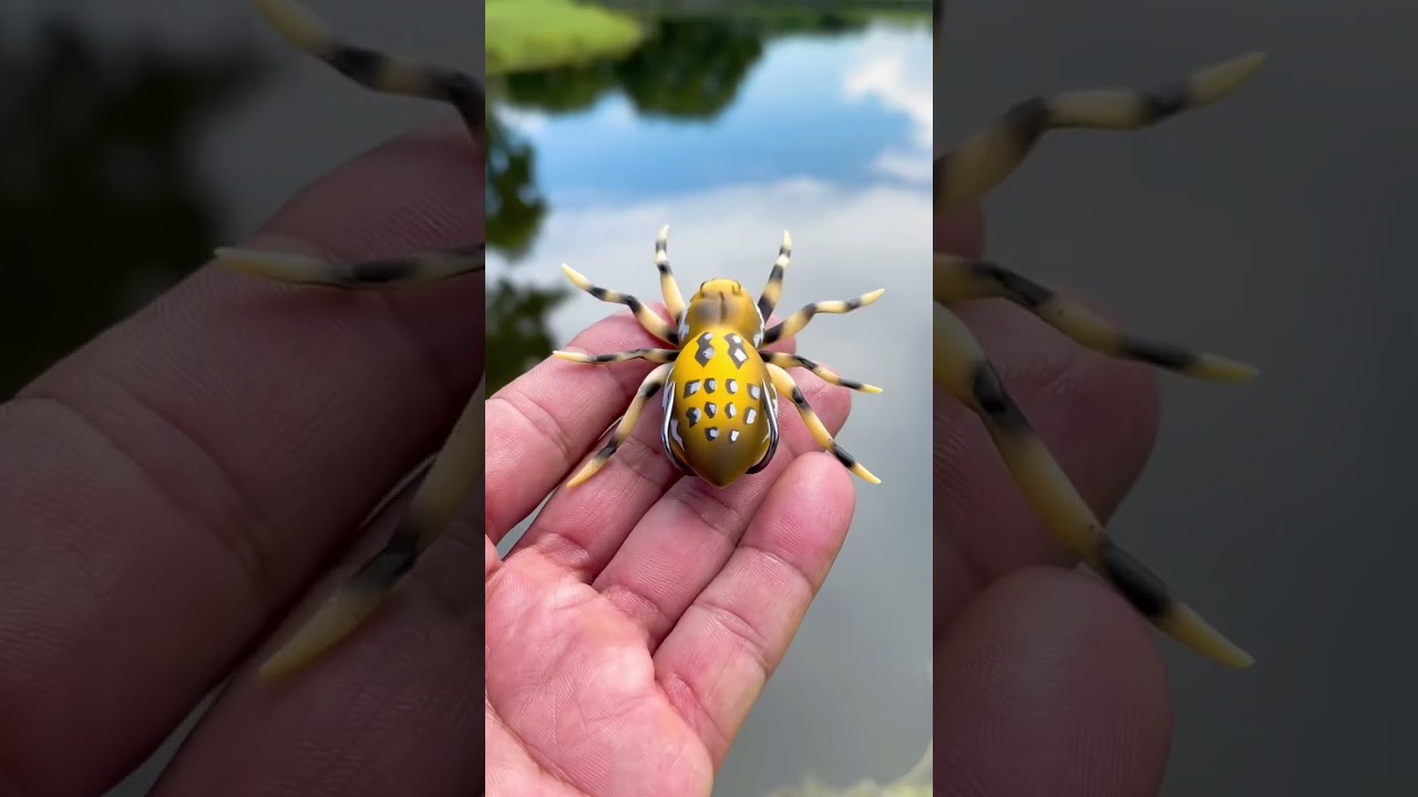 The phantom spider #fishingvideos #urbanfloridafishing #phantomspider #fishinglure #topwaterlure