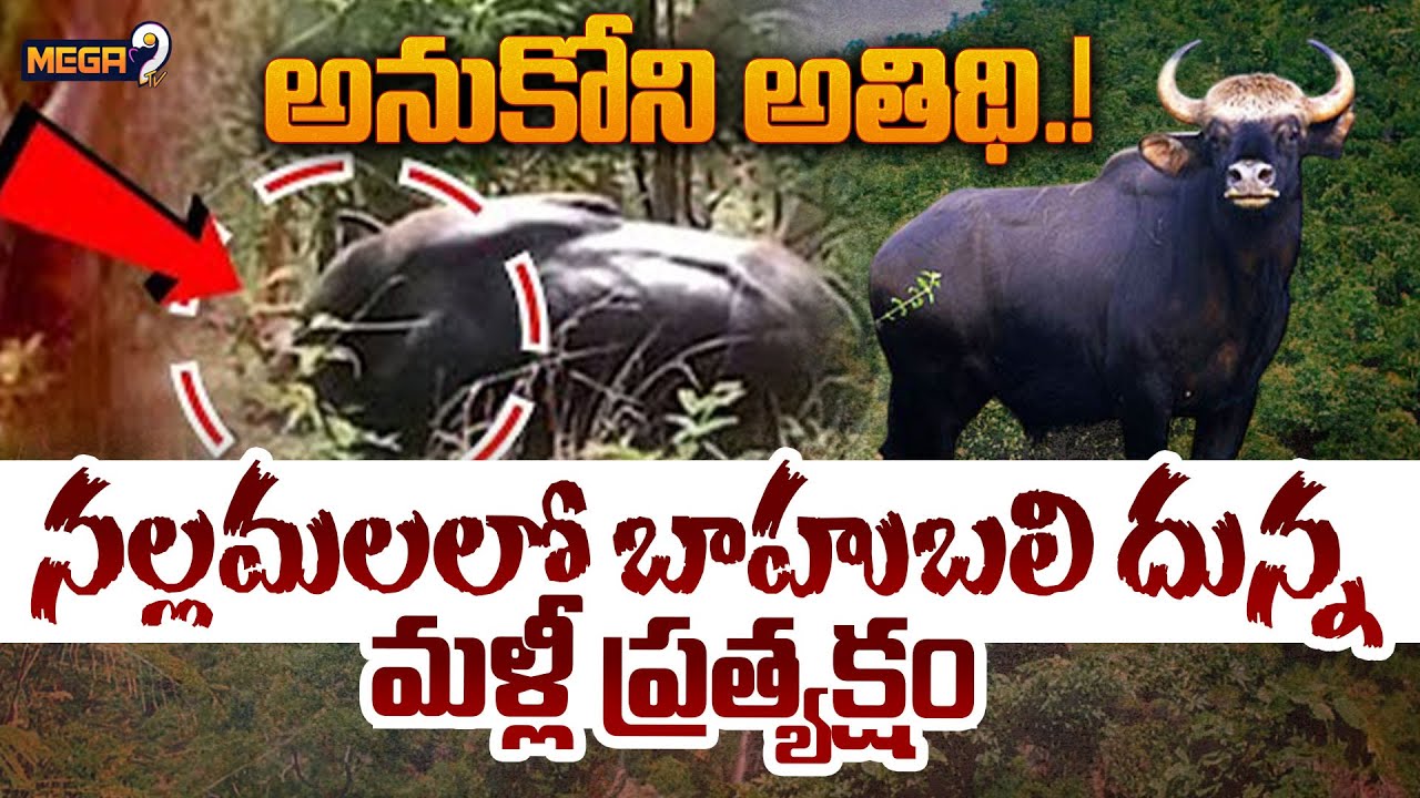 Unexpected guest in Nallamala forest | Indian Bison Found In Nallamala Forest after 150 Years | Mega9tv