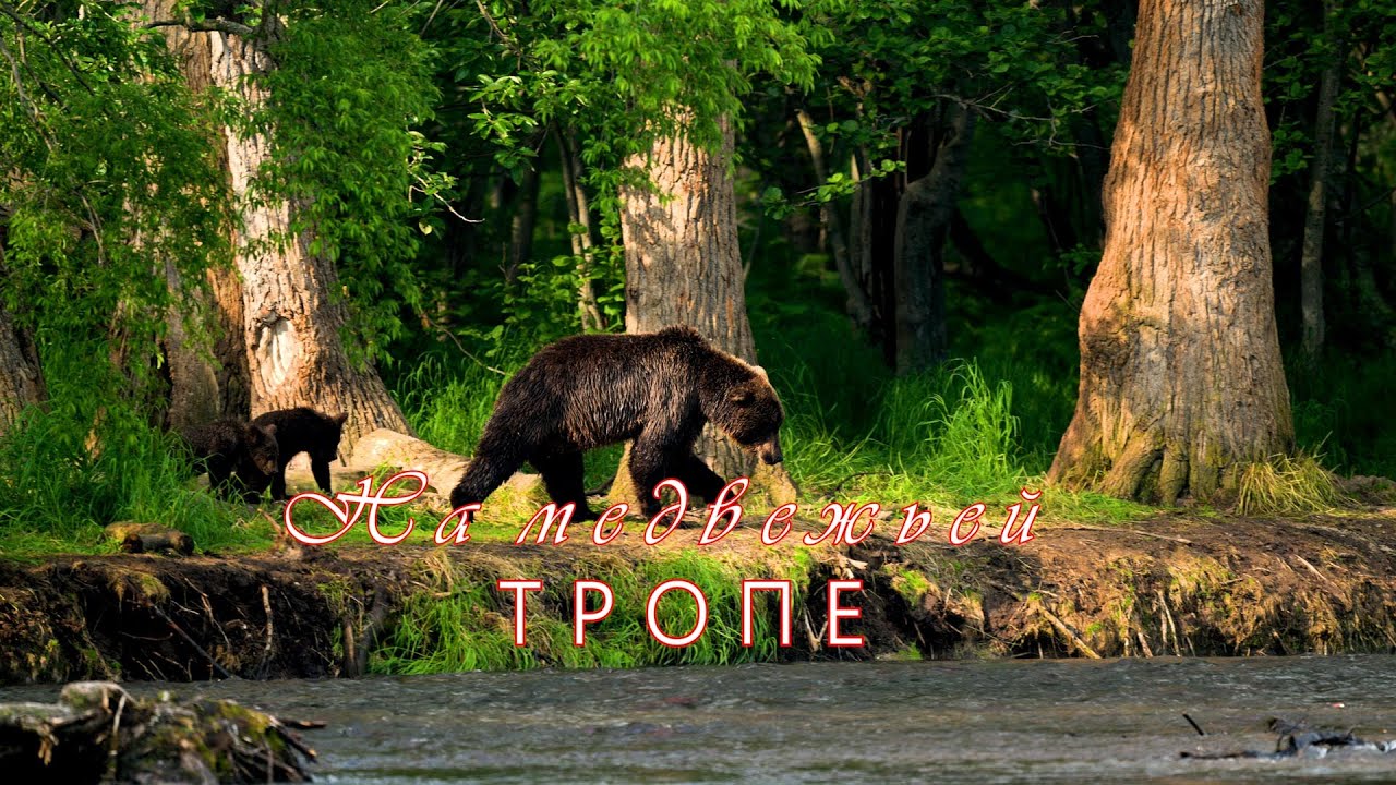 На медвежьей тропе 4К