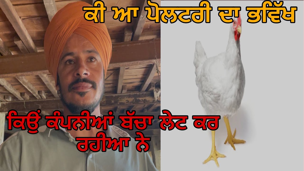 What a future of poultry? ਕੀ ਅੱਜ ਦੀ ਡੇਟ ਚ ਲੋਨ ਲੈ ਕੇ ਕੰਮ ਕਰਨਾ ਚਾਹੀਦਾ #maanpoultryfarm #poultryfarming