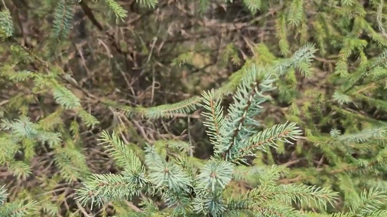 Определите, что это дерево: черная ель