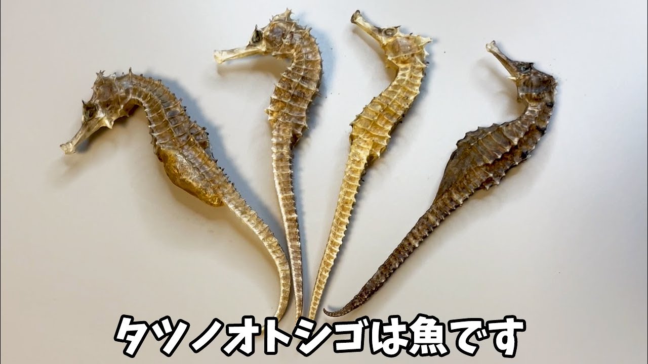 タツノオトシゴが魚である証拠をお見せします(※エビではありません)