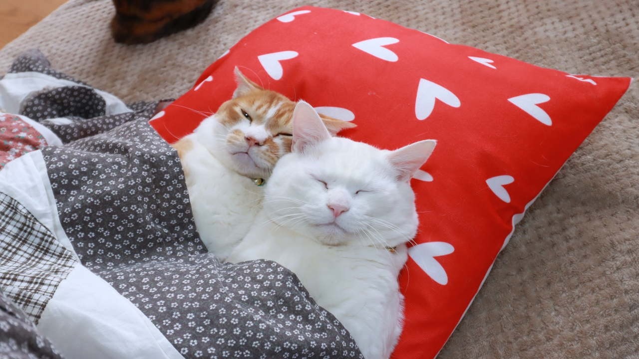 ハート枕のぼーとしらたま　260313