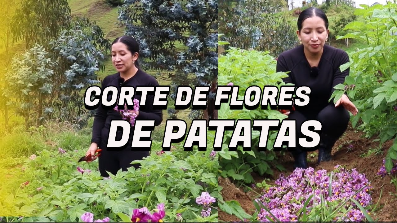 Cuales son los beneficios de cortar flores de Patatas antes de la cosecha.