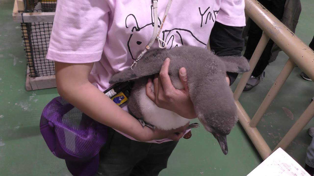 フンボルトペンギンの赤ちゃん『えだまめ』 (東武動物公園) 2018年3月31日
