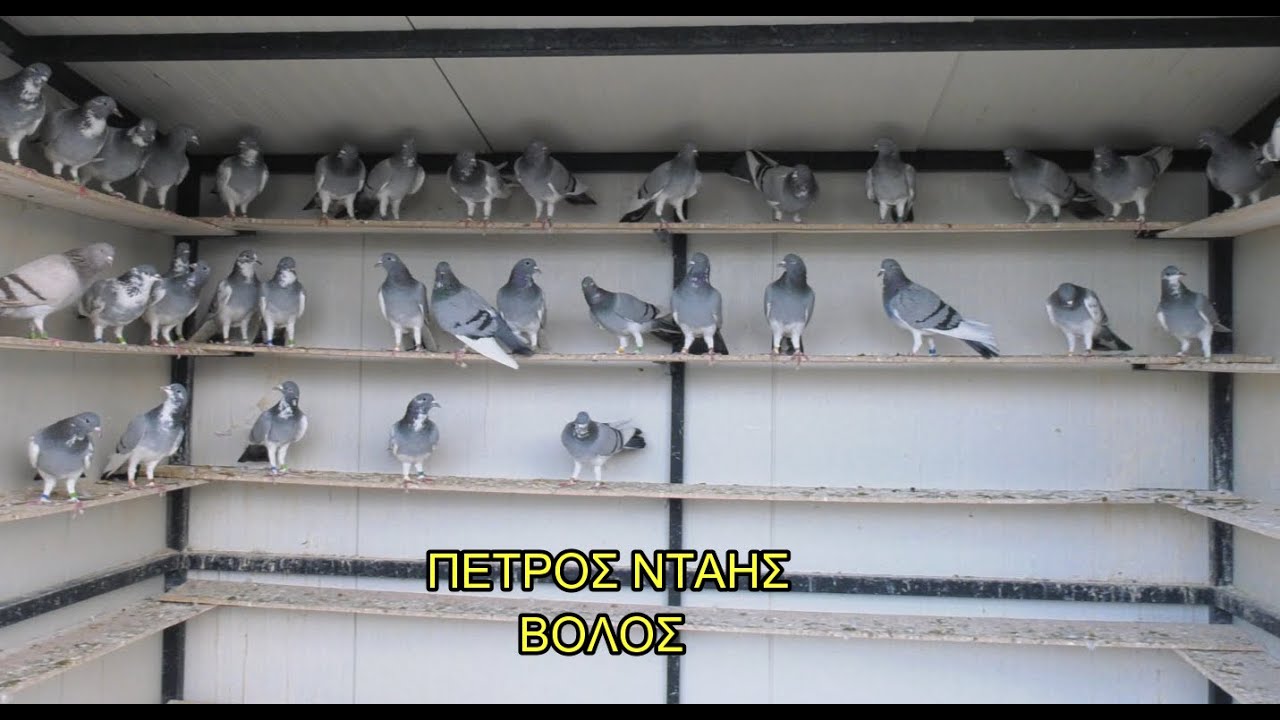 ΠΕΤΡΟΣ ΝΤΑΗΣ - ΒΟΛΟΣ - 2025