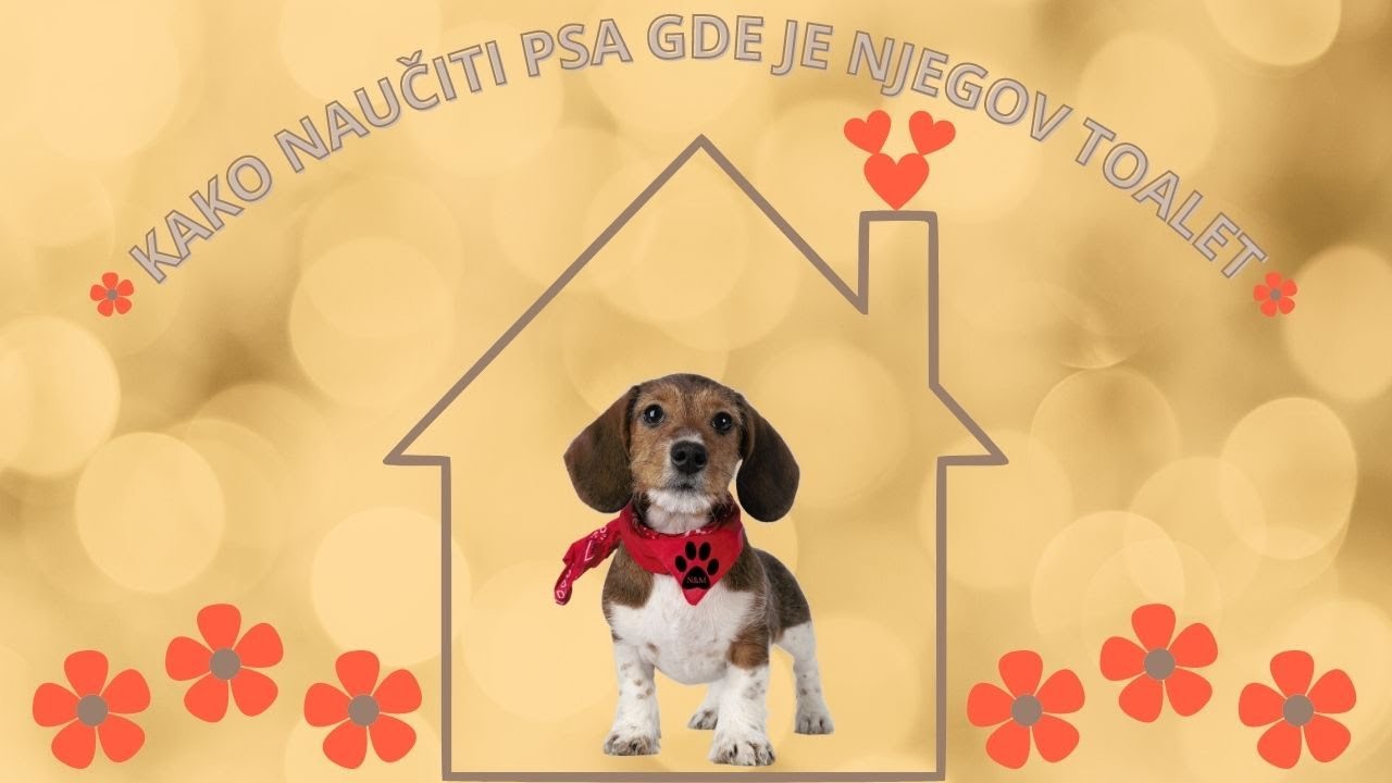 KAKO BRZO I LAKO NAUČITI PSA GDE TREBA DA VRŠI NUŽDU / Lako naučite štene gde je njegov toalet