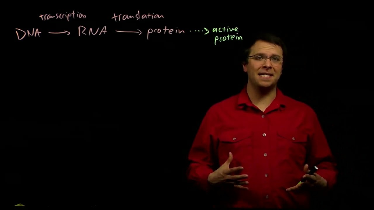 Обзор экспрессии генов