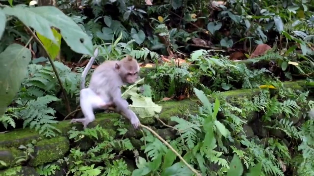 monkey animal #monkey #trending #viral #shorts