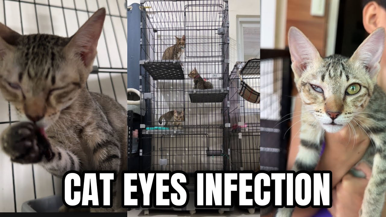 NAMAGA EYES NI MACKIE LABAS EYELID | FURMOM VLOG | MOMARENYANN