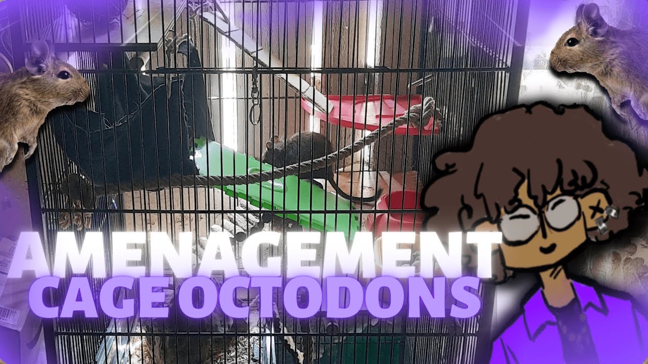 Aménagement d'une VOLIERE en CAGE pour OCTODON (c'était plus galère que prévu)