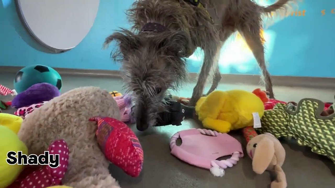 Santa Paws Day 2022 at Dogs Trust Ireland - the one where all the dogs choose a toy