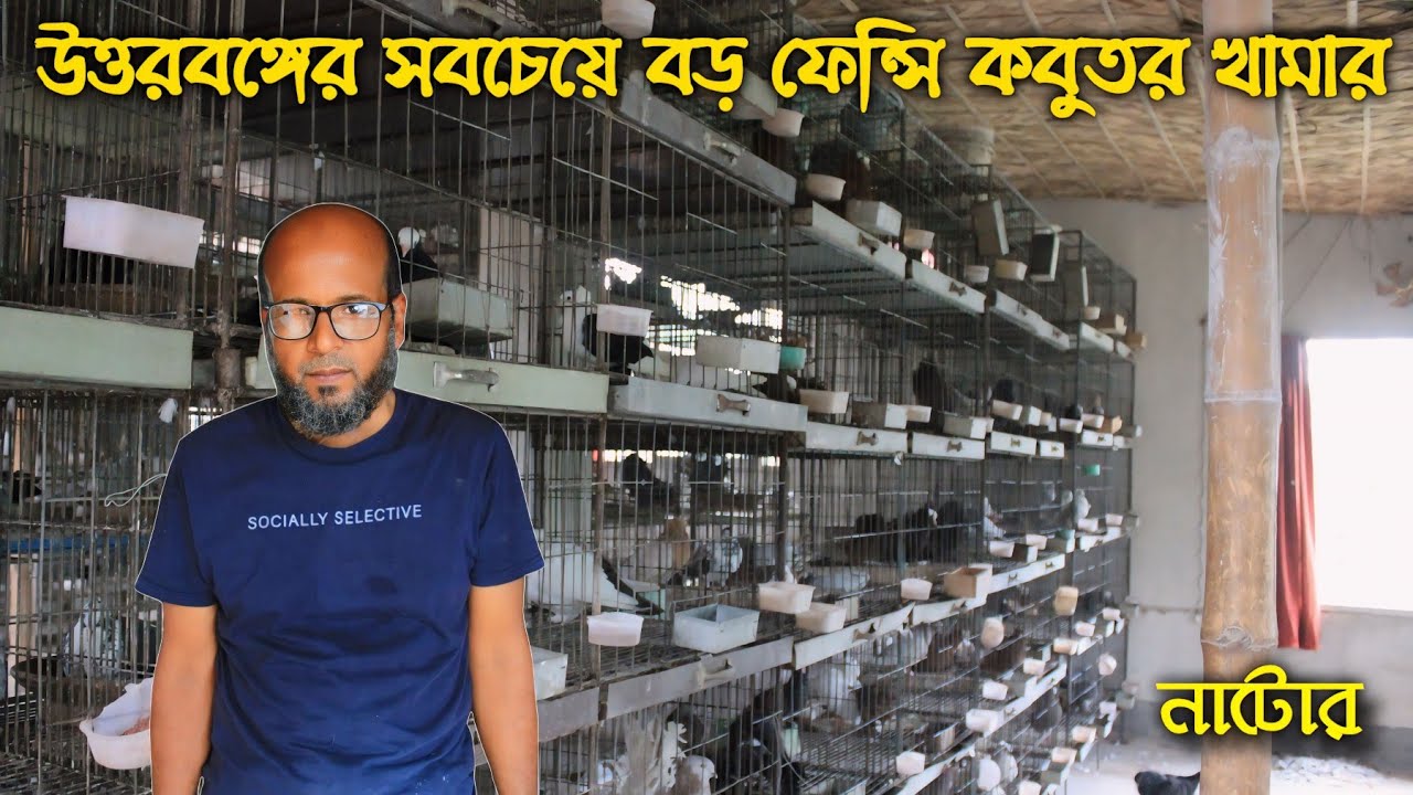 উত্তরবঙ্গের সবচেয়ে বড় ফেন্সি কবুতর খামার। অফারে ভরপুর পুরো ভিডিও ১০০%