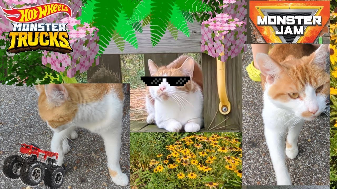 Cat Tv. Watch our New Cat "Peach" Play around the Backyard with Monster Jam Monster Trucks