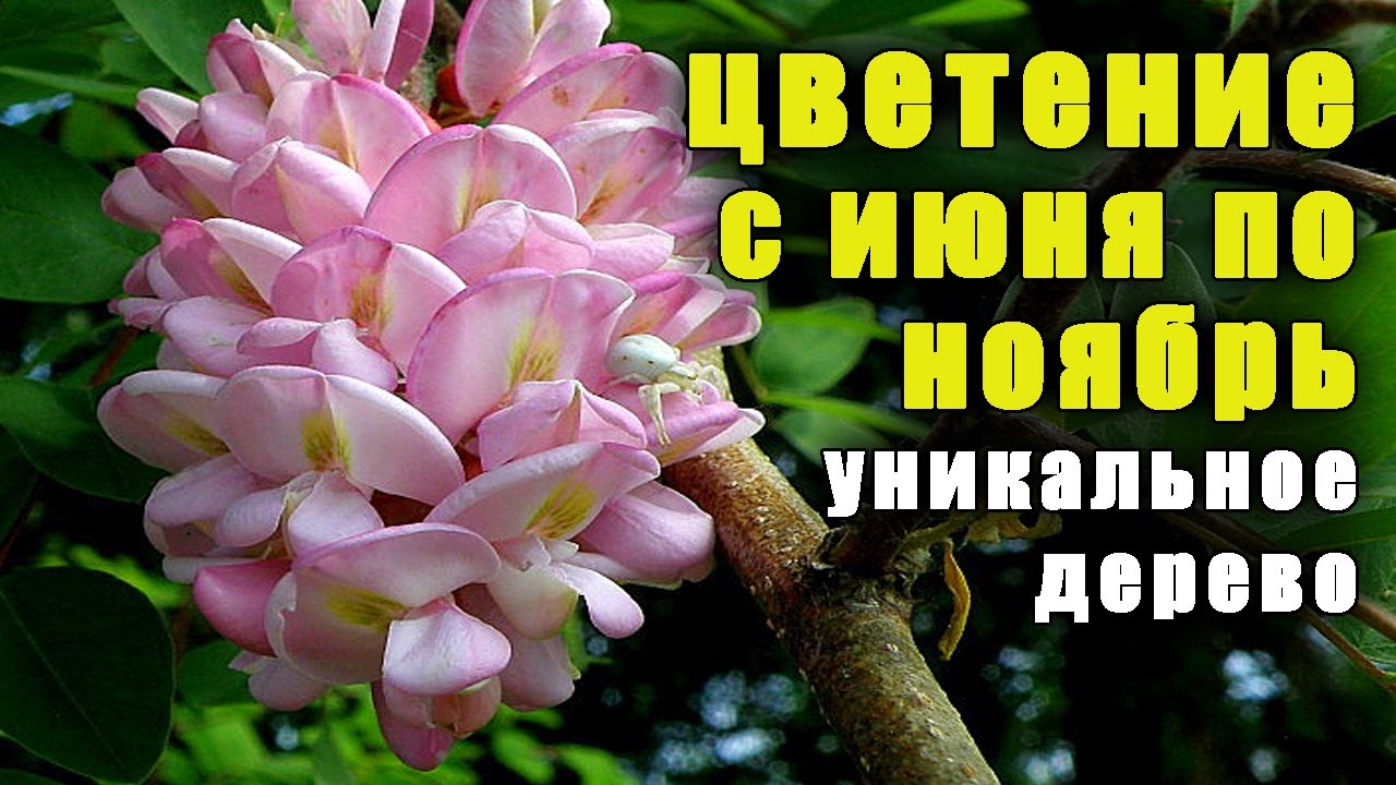Уникальное дерево, цветет с ИЮНЯ по НОЯБРЬ, растение медонос, акация розовая. Робиния клейкая.